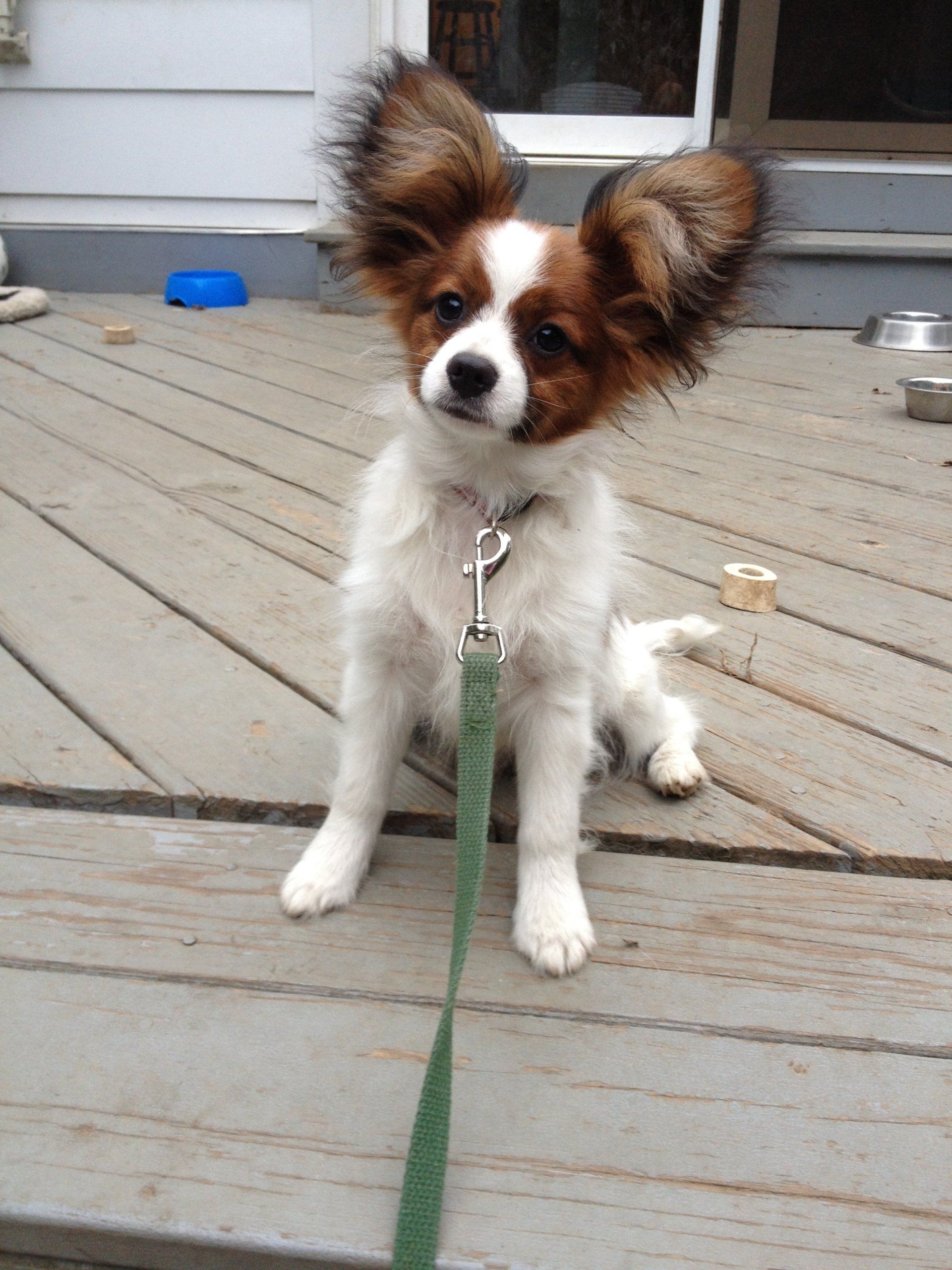 Papillon puppy
