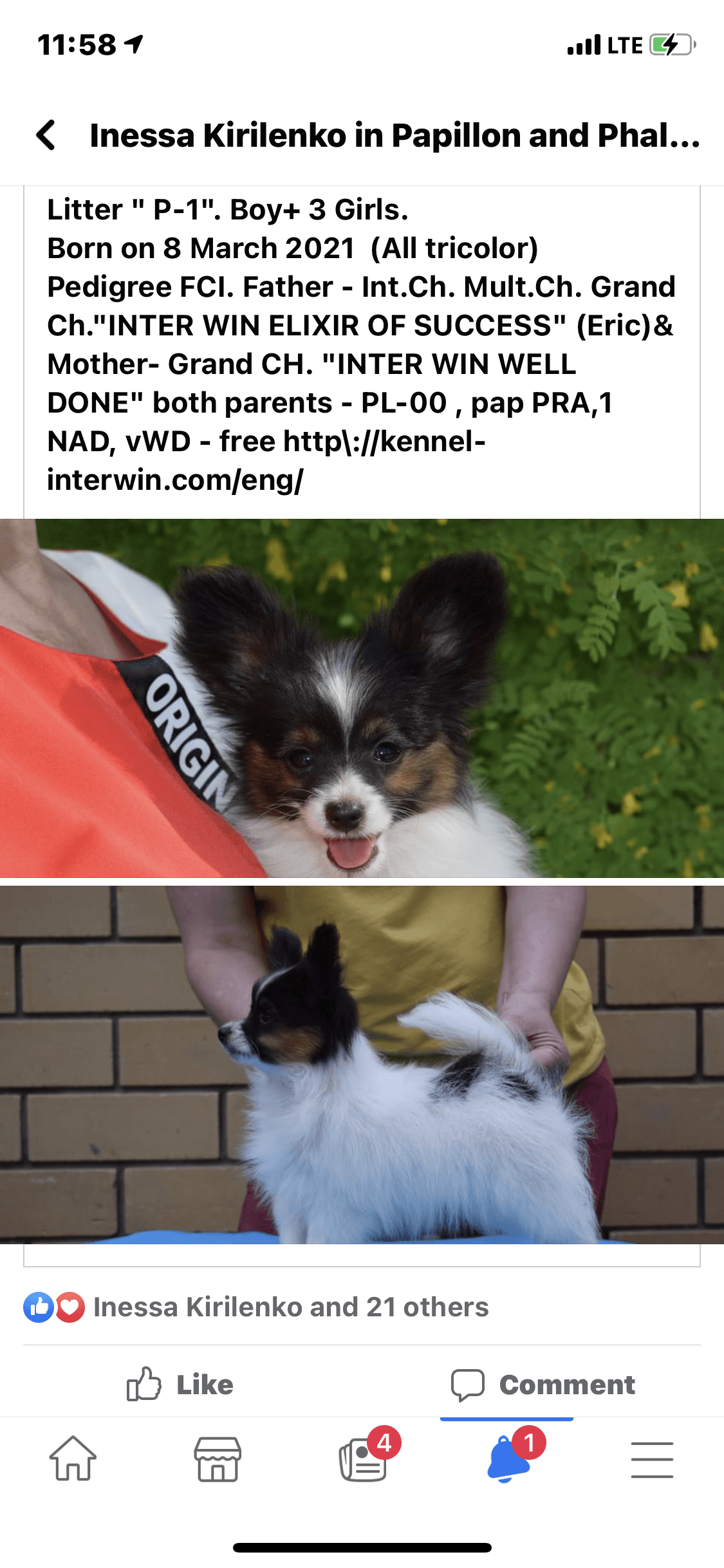 Two Papillon puppies, one held and one standing, featured in a Facebook post with breeding information.