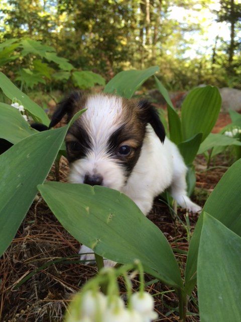 Papillon puppy