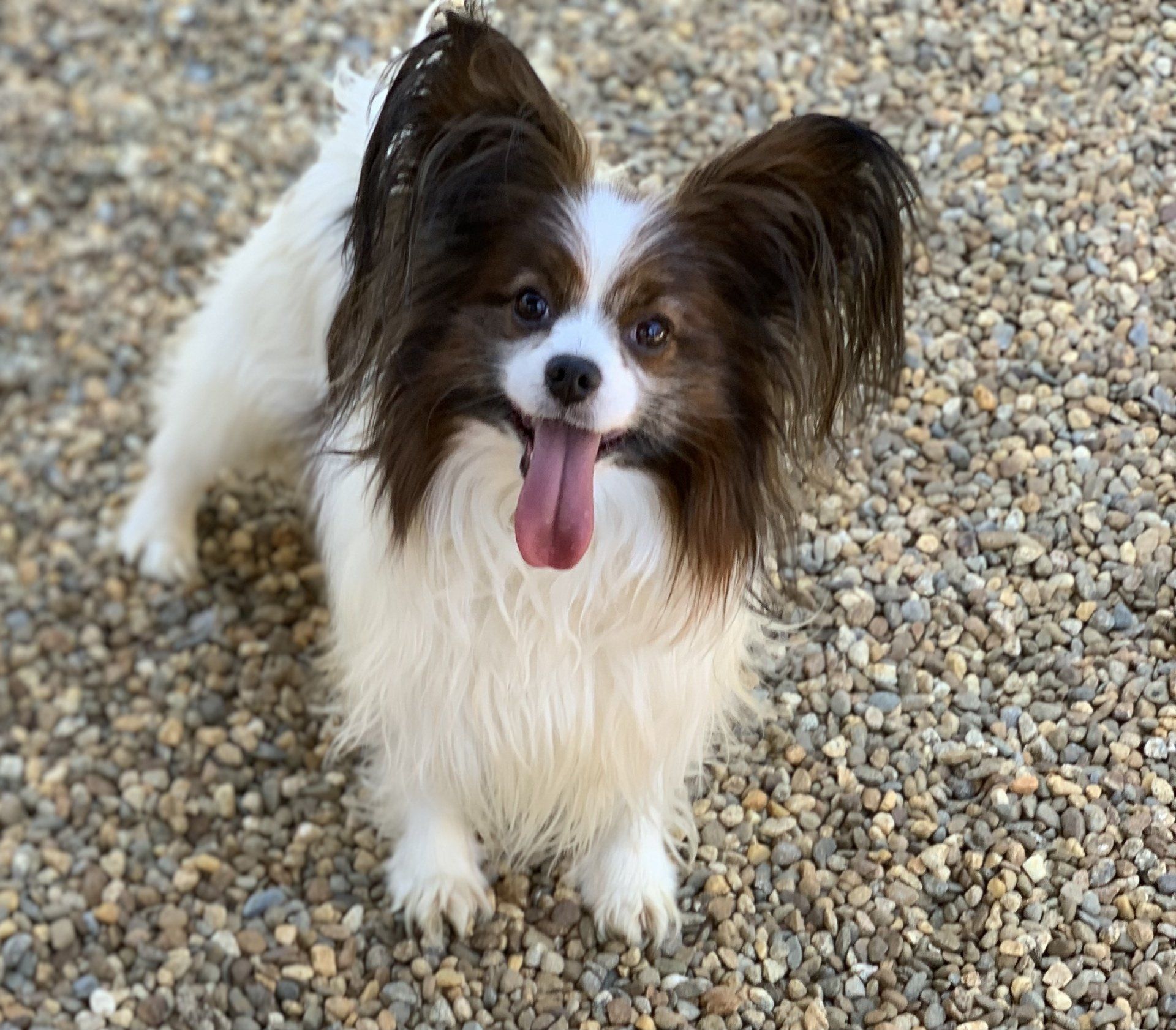 Papillon dog with a white and brown coat smiling with tongue out, standing on gravel.