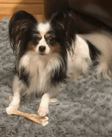 Papillon dog with black, white, and brown markings, holding a bone on a gray rug.