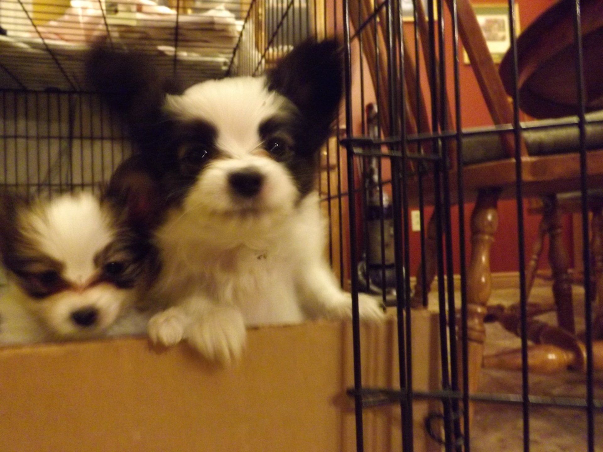 Papillon puppy