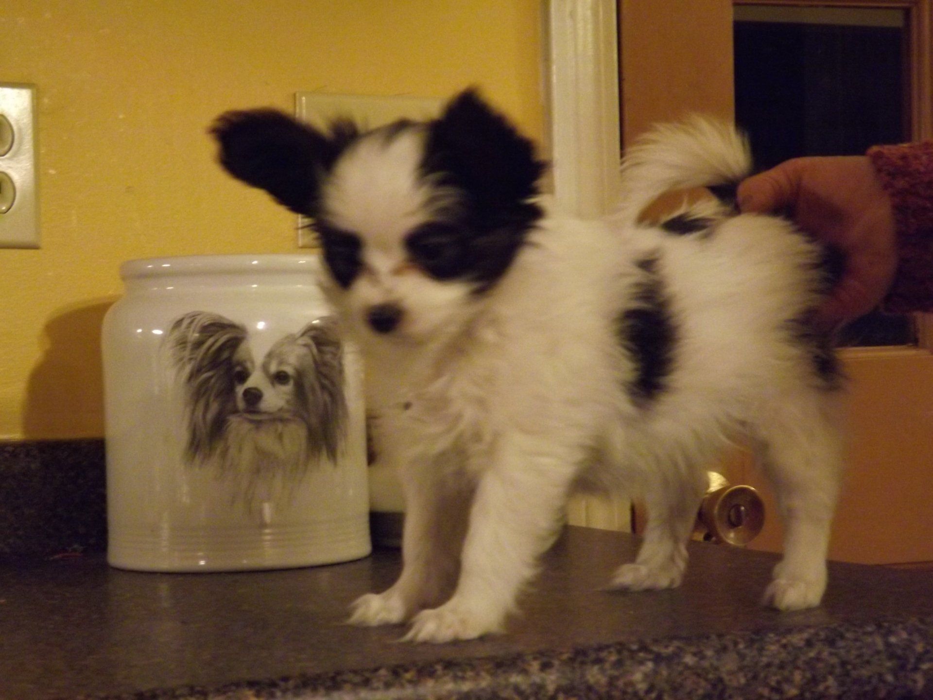 Papillon puppy