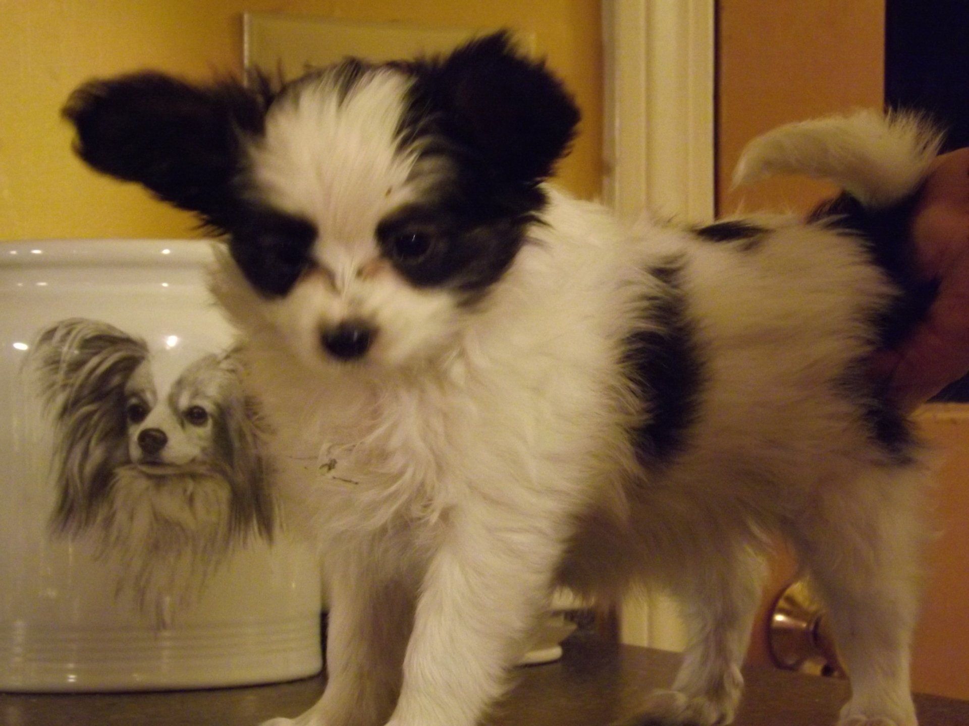 Papillon puppy