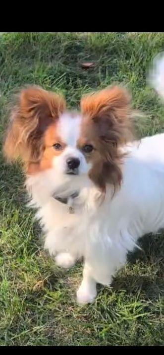 A small white and brown Papillon dog standing on green grass, looking forward.