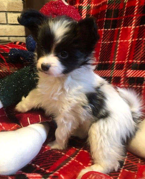 Available papillon puppy