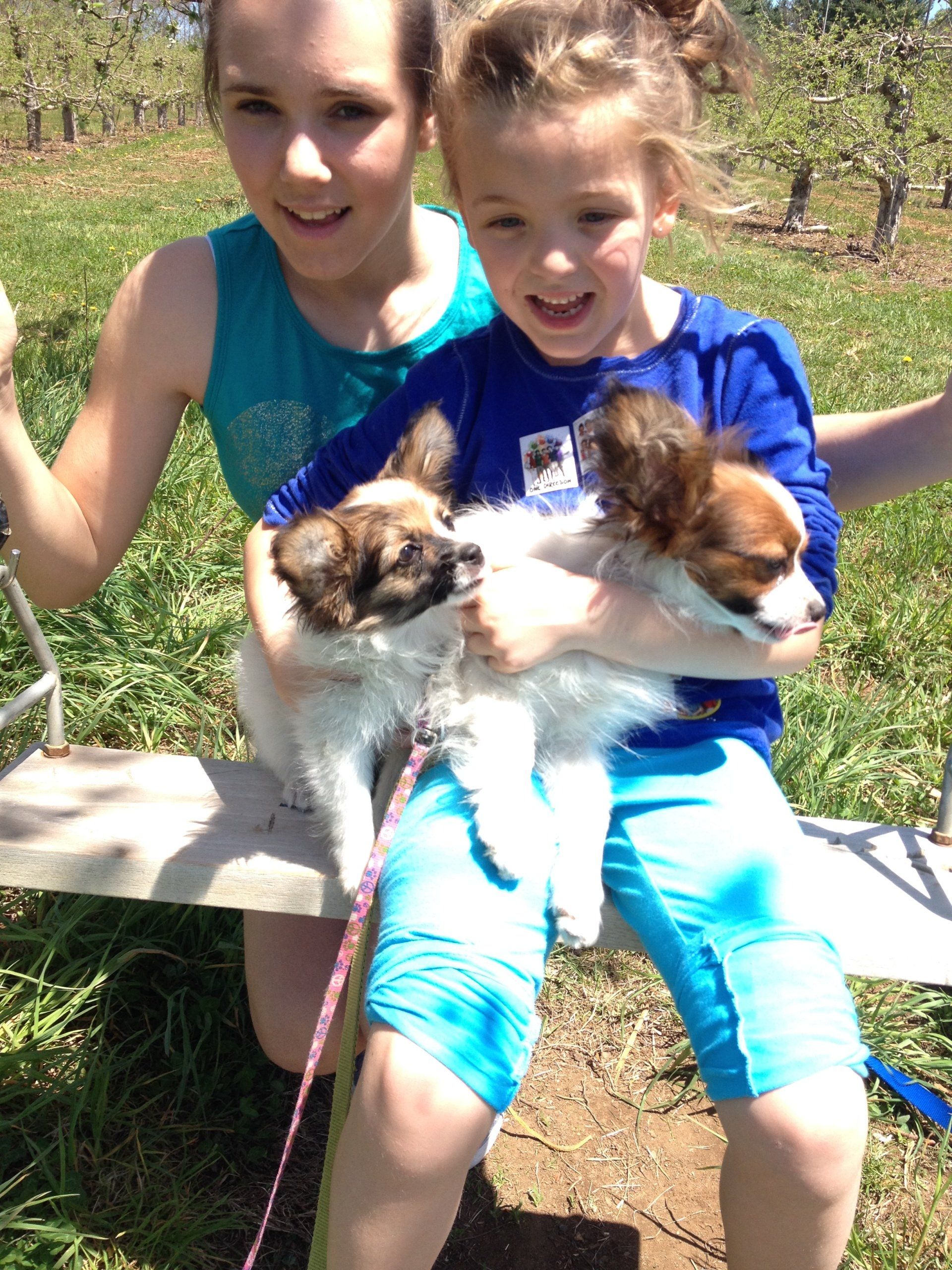 Girls with Papillon puppies