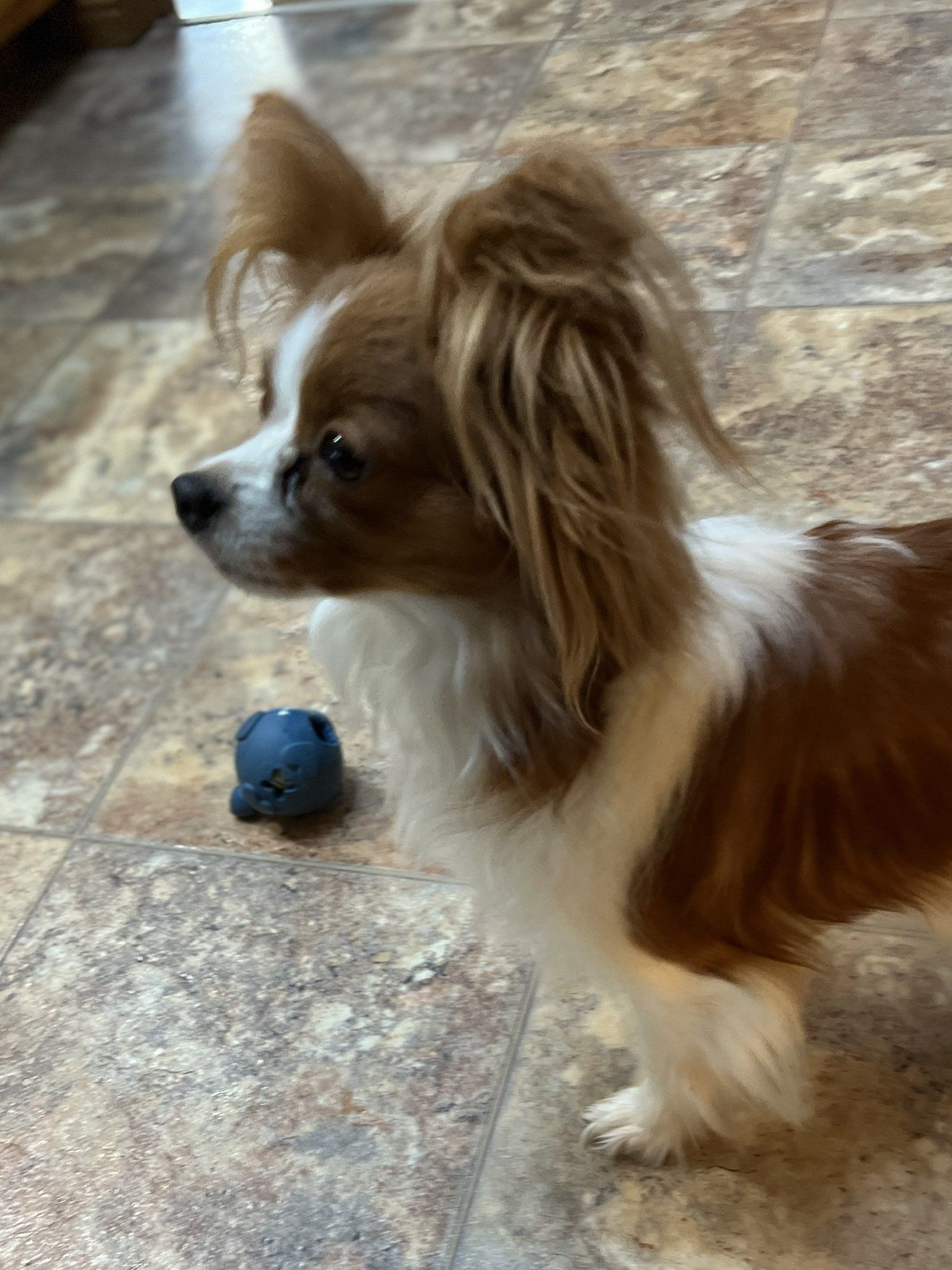 A small, tan and white dog with long ears and a fluffy tail stands near a blue ball on a tiled floor.