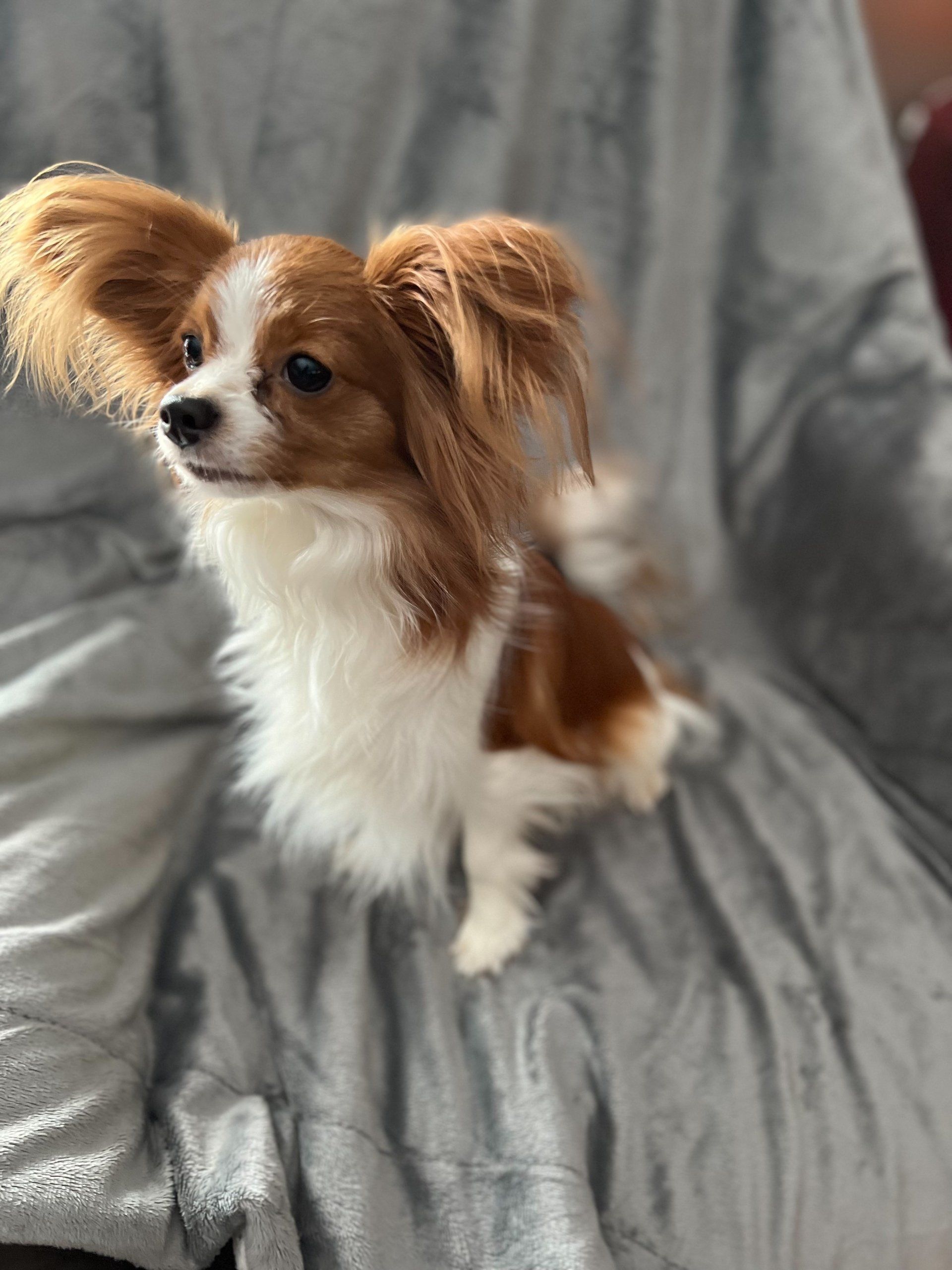 A small, brown and white Papillon dog with large, upright ears sits on a gray blanket.