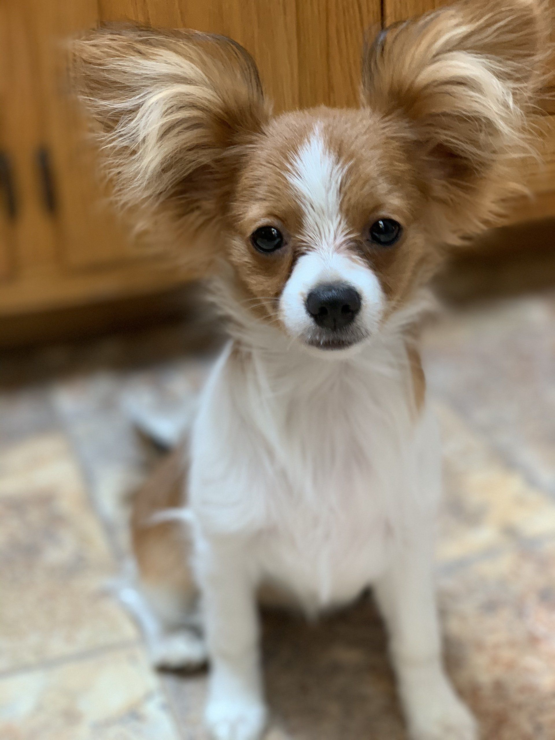 A small, white and brown Papillon dog sits indoors, facing the camera with alert ears.