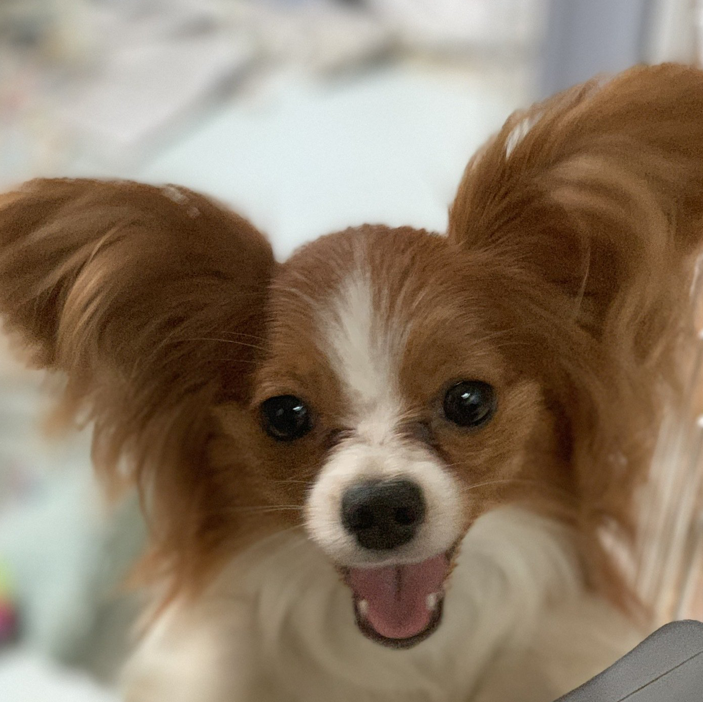 Happy papillon dog with erect, fringed ears, a white and tan coat, and its tongue hanging out.