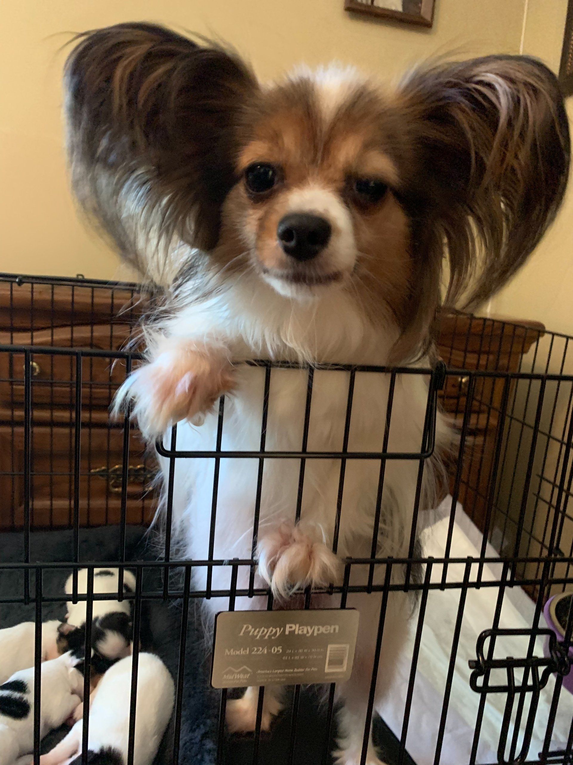 Papillon dog with large ears looking over the edge of a crate with a few puppies visible.