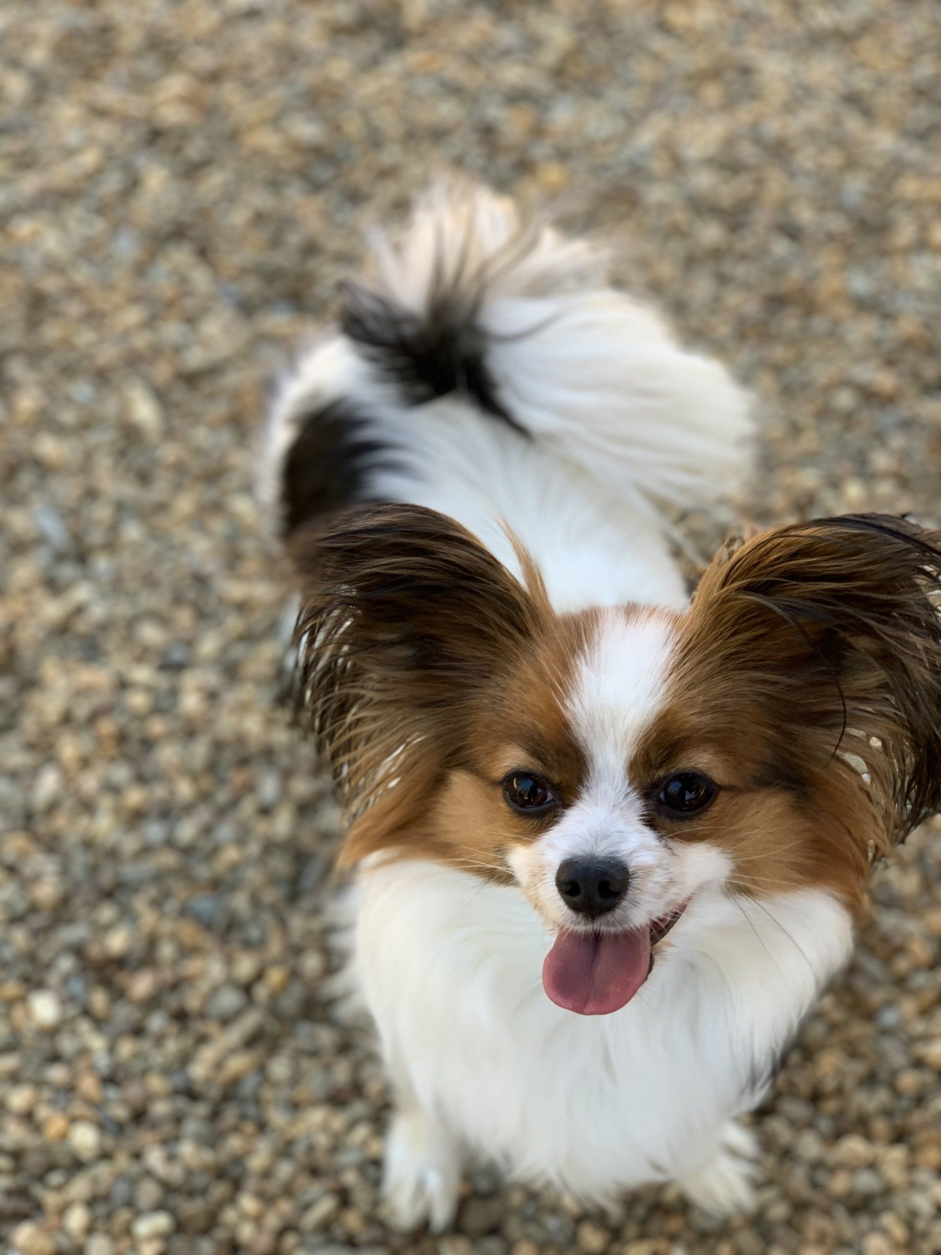 Papillon dog with brown, black, and white fur, looking up with a happy expression and tongue out, on a pebble surface.