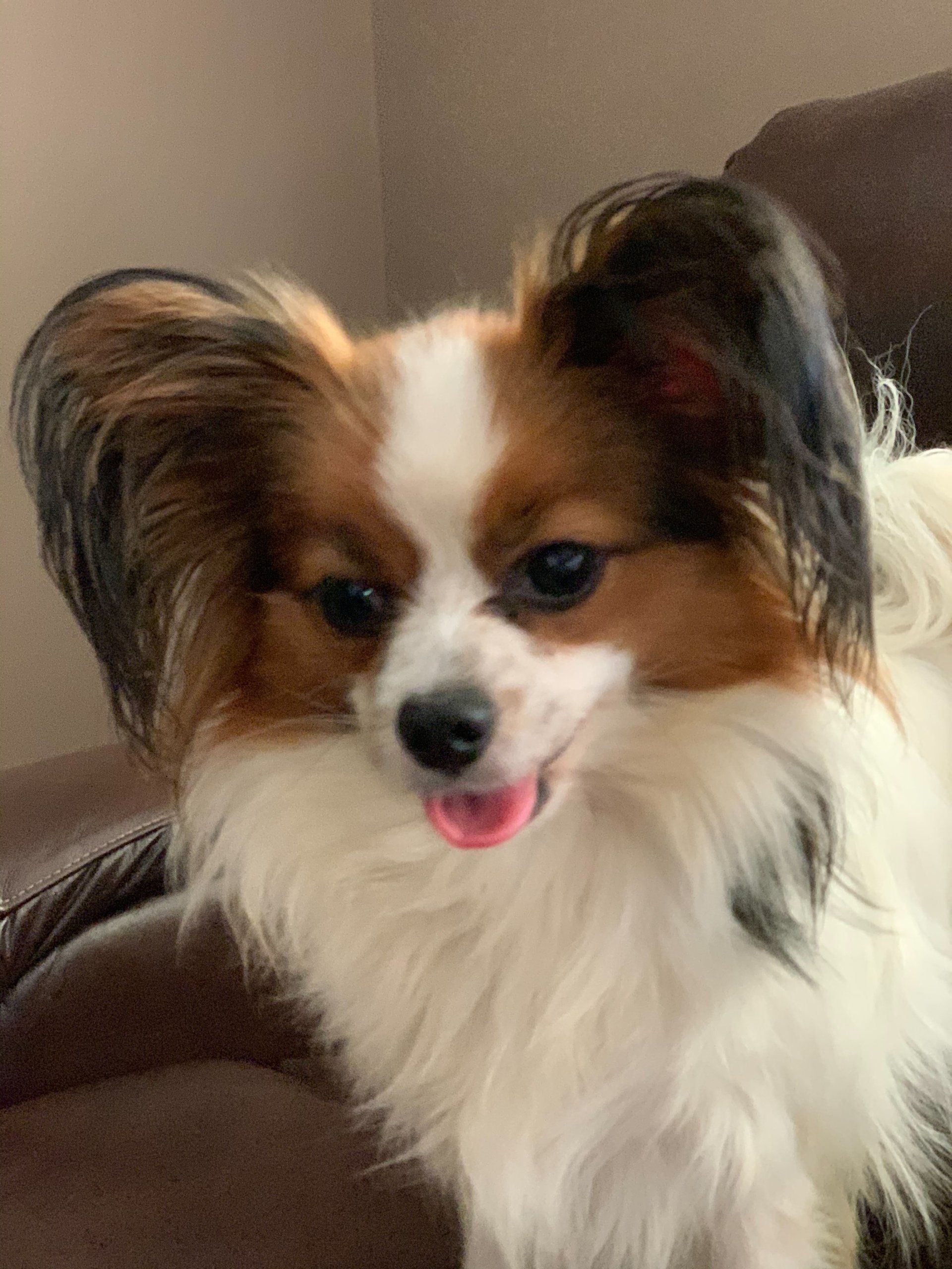 Papillon dog with brown, black, and white fur, sitting with tongue out.
