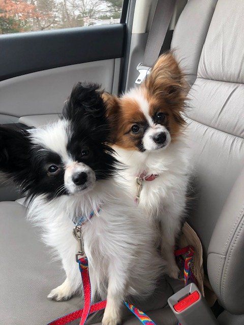 Two Papillon dogs sit in a car, one mostly white with black markings, the other white and brown. They look at the camera.
