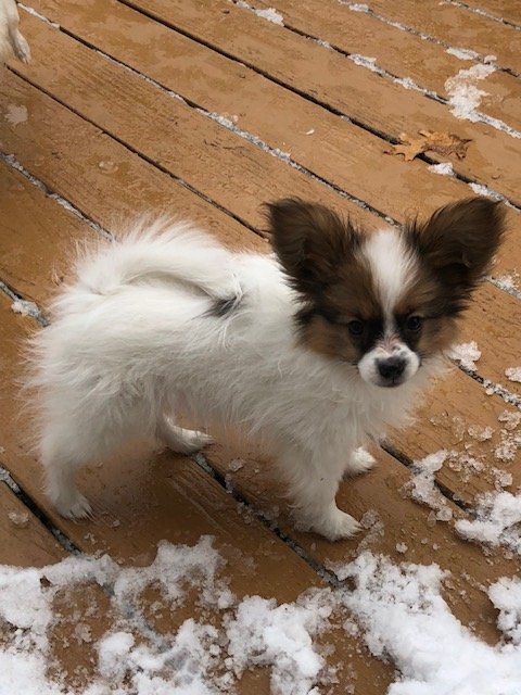 Papillon puppy