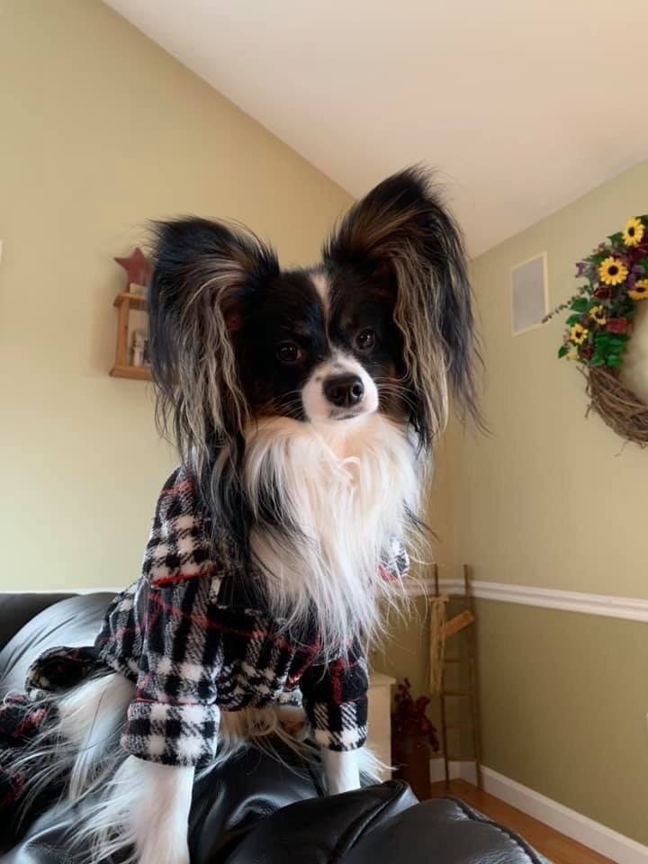 Papillon dog with black and white fur, wearing a plaid shirt, perched on a dark couch.