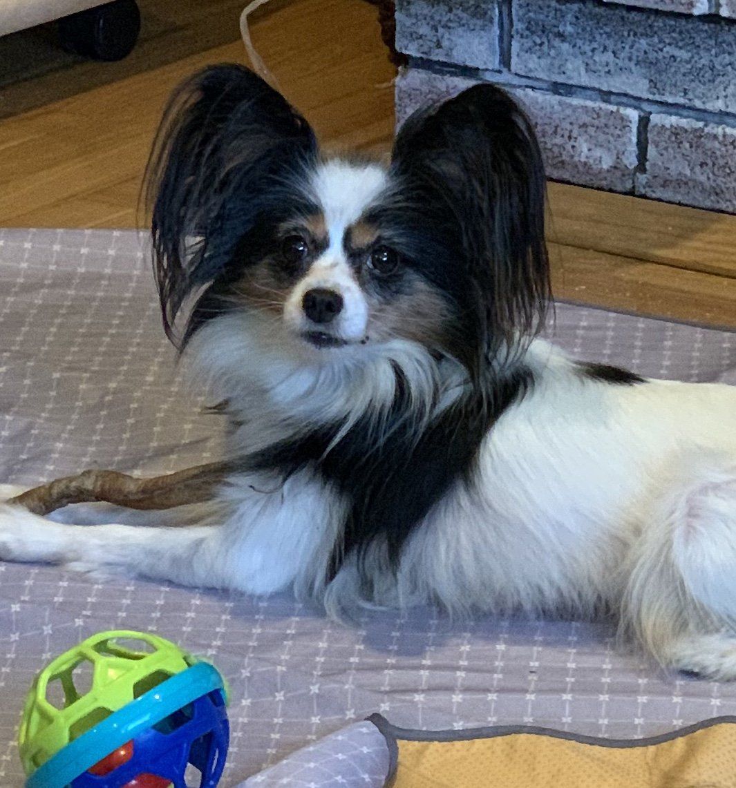 Papillon dog with long black and white fur, lying down on a mat.  A colorful toy sits in the foreground.