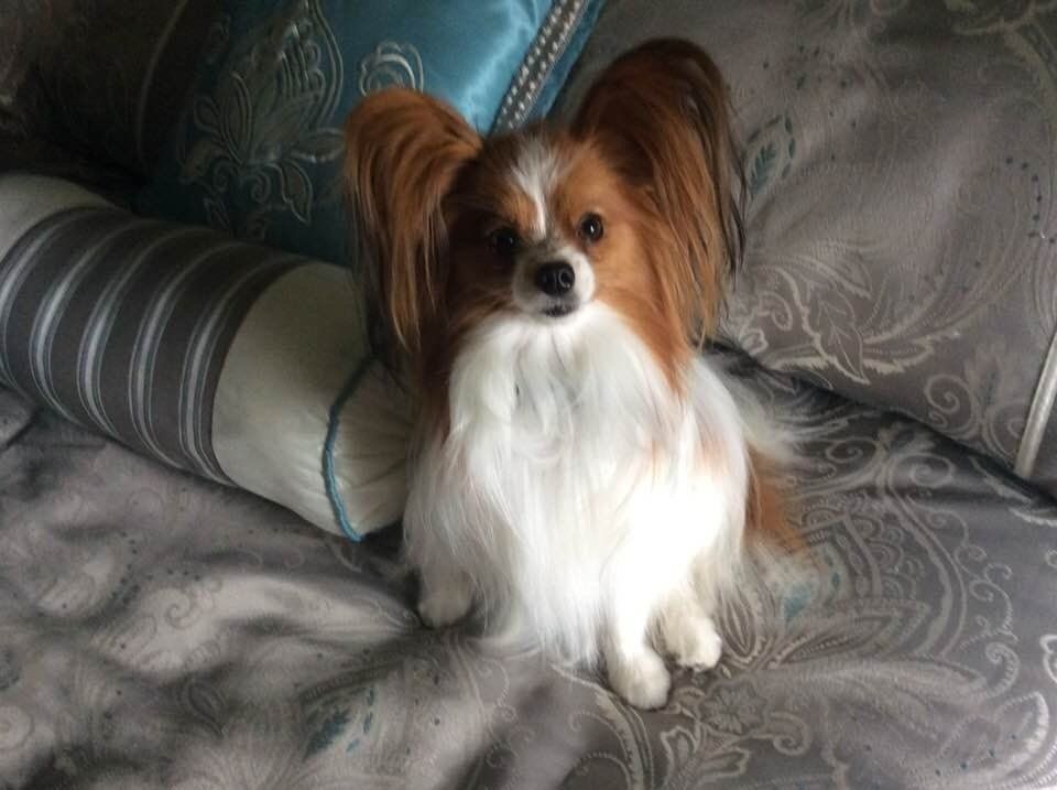 Papillon dog with long, fringed ears, white chest, and brown markings, sits on a gray patterned bed, gazing forward.