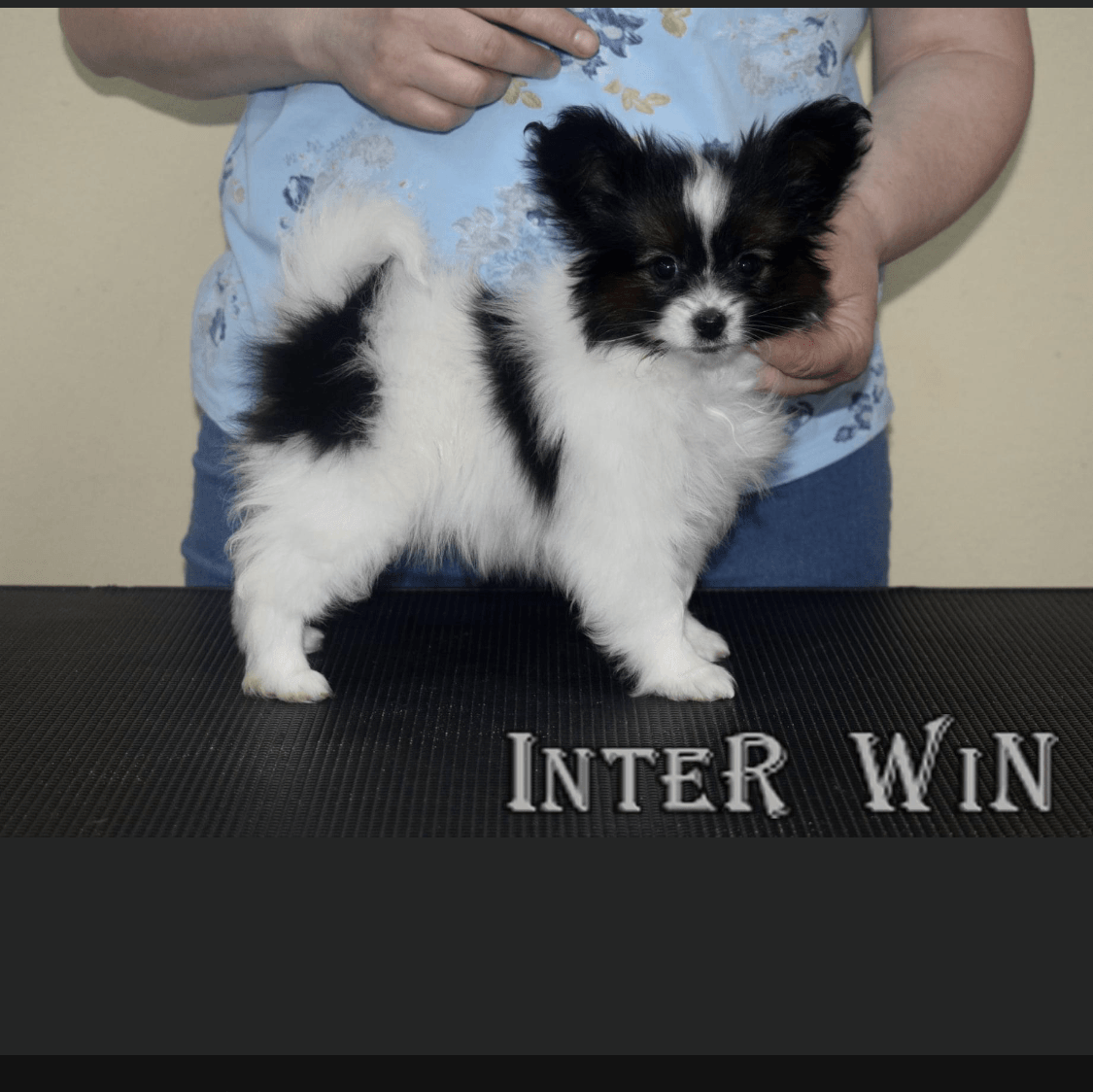 Black and white Papillon puppy stands on a black surface, held by a person. 