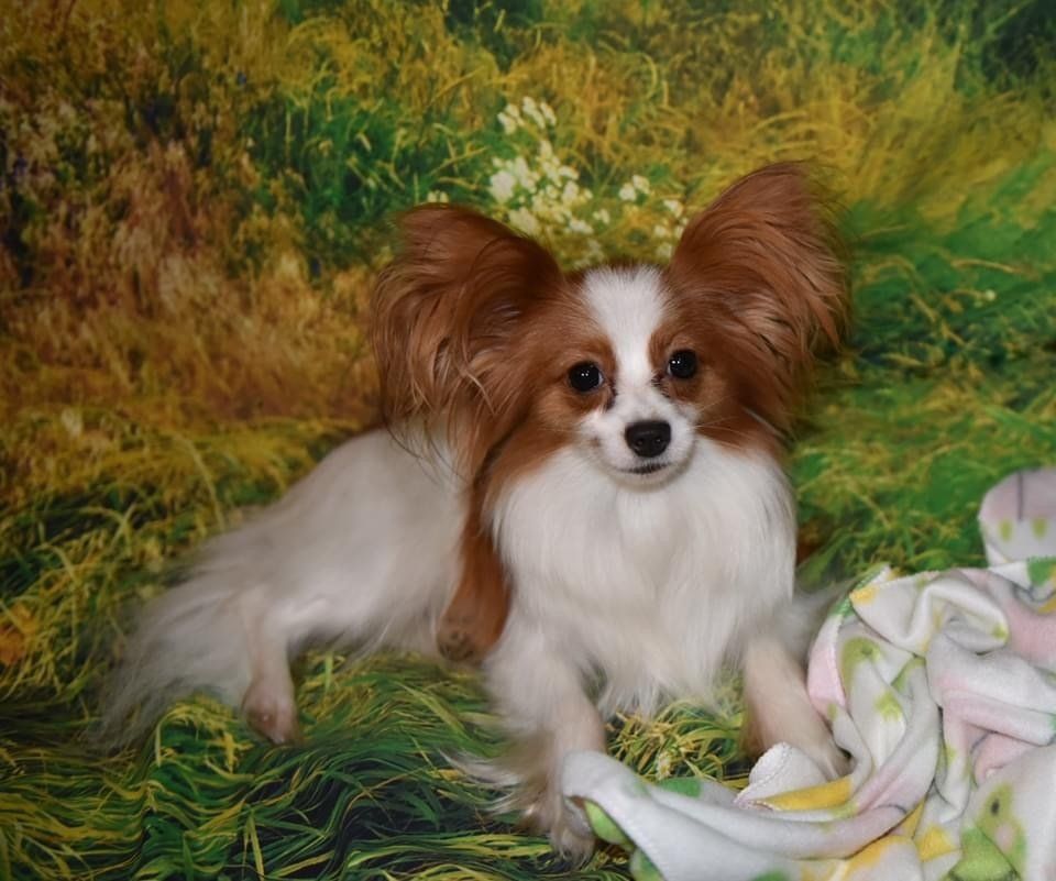 Papillon dog with brown and white markings, floppy ears, and a smiling expression, against a grassy background.