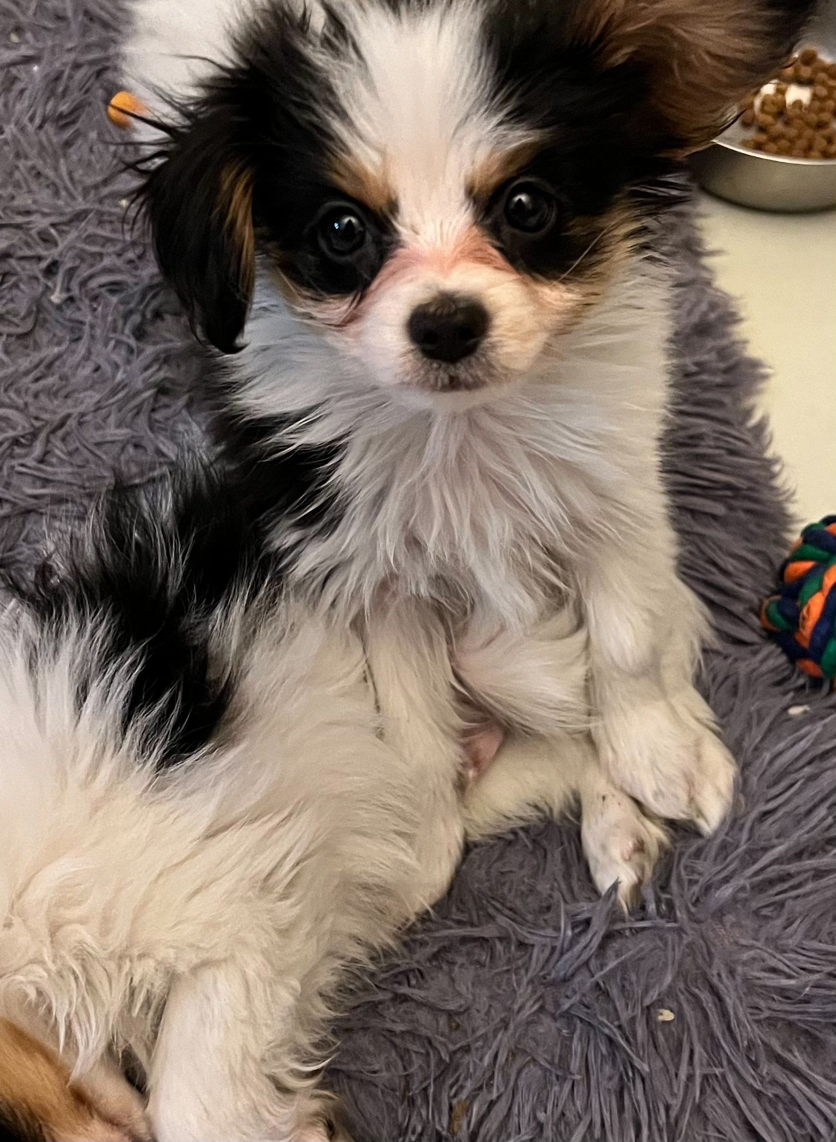 Small, fluffy puppy with black, white, and brown fur sitting on a gray rug. The dog has a sweet expression and dark eyes.