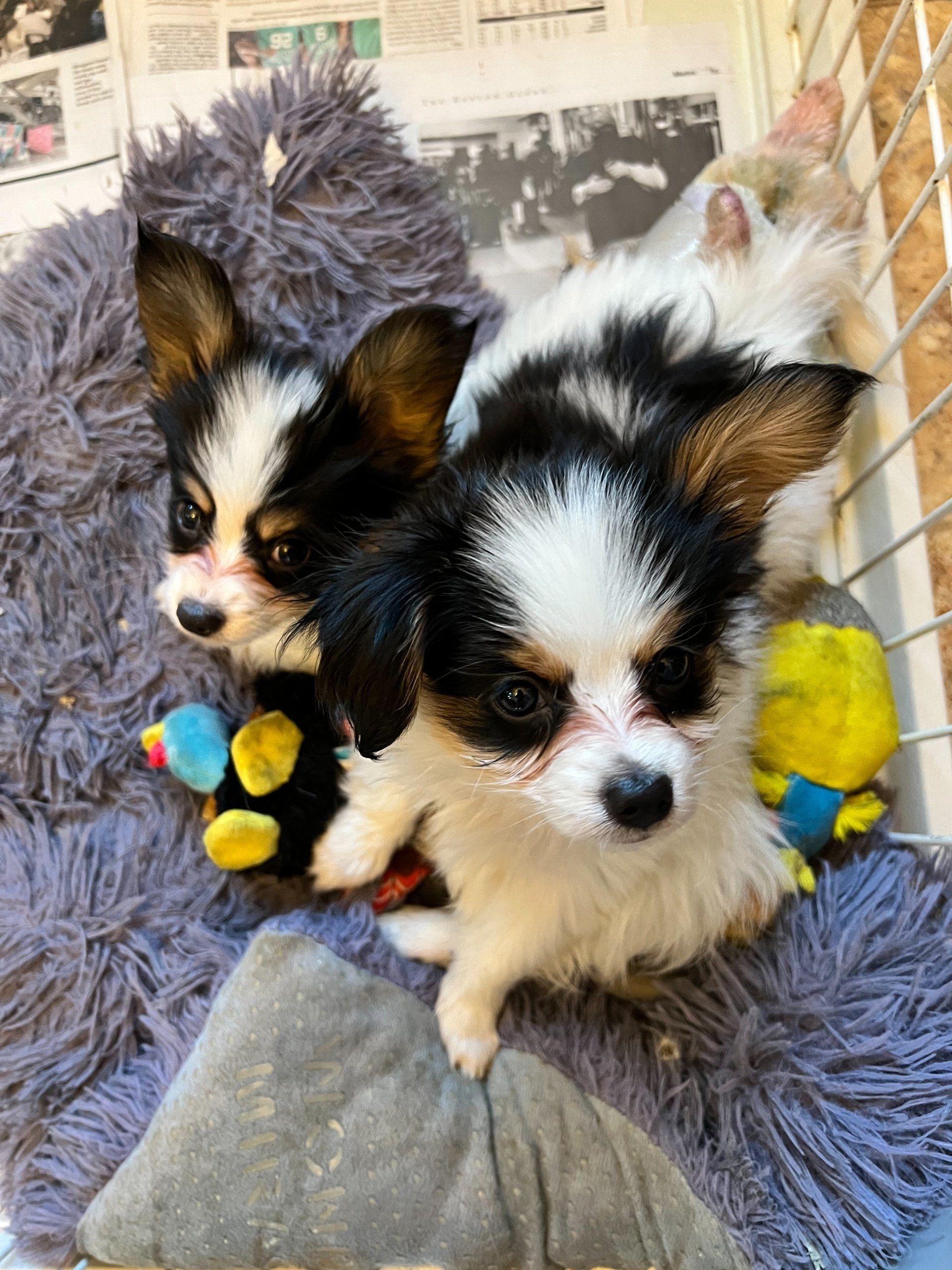 Two black and white Papillon puppies with large ears cuddle together in a fluffy gray bed.