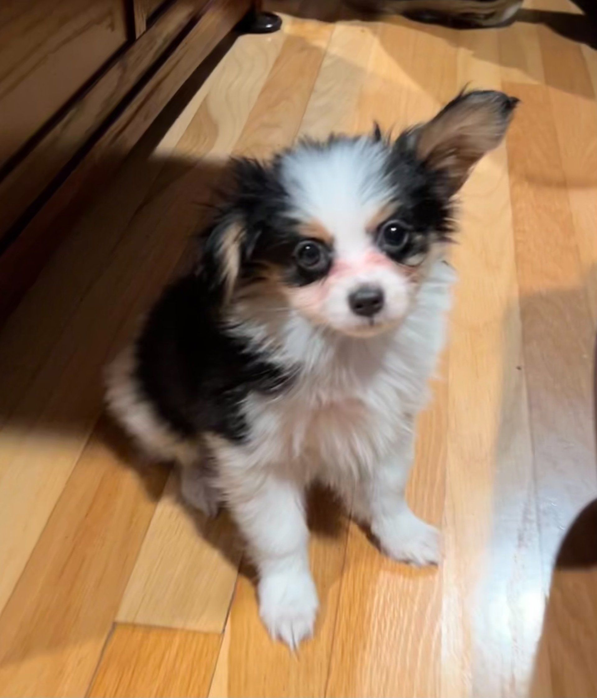 A small, fluffy puppy with black and white markings, floppy ears, and a sweet expression, sitting on a wooden floor.
