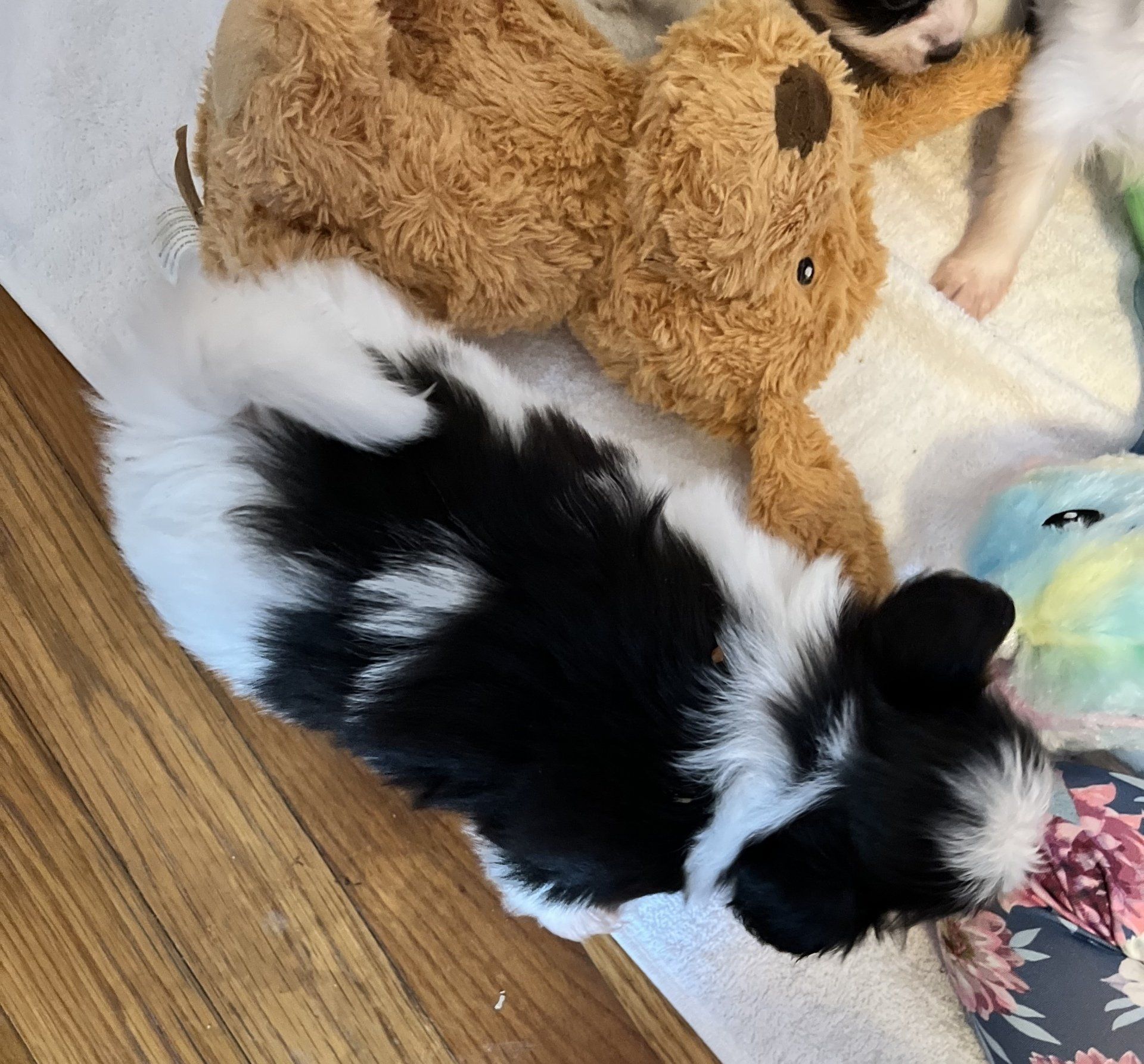 Black and white puppy lying on a white surface, near a brown teddy bear, wood floor.