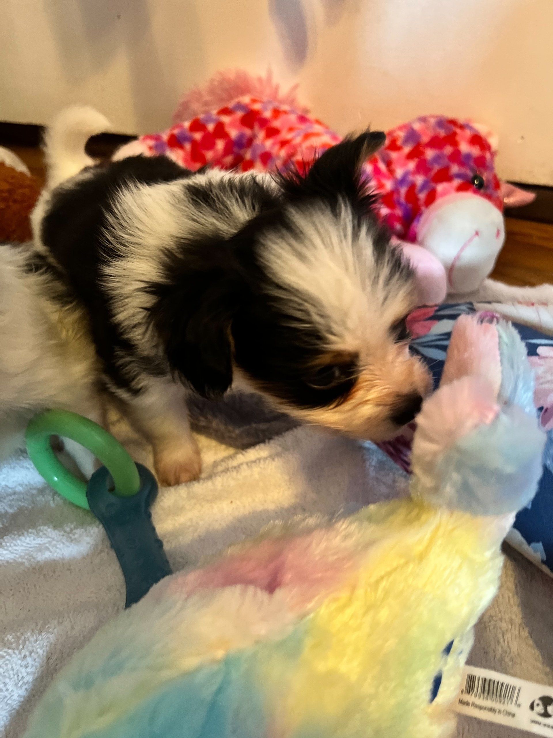 A small black and white puppy sniffs a colorful stuffed animal, surrounded by other toys.