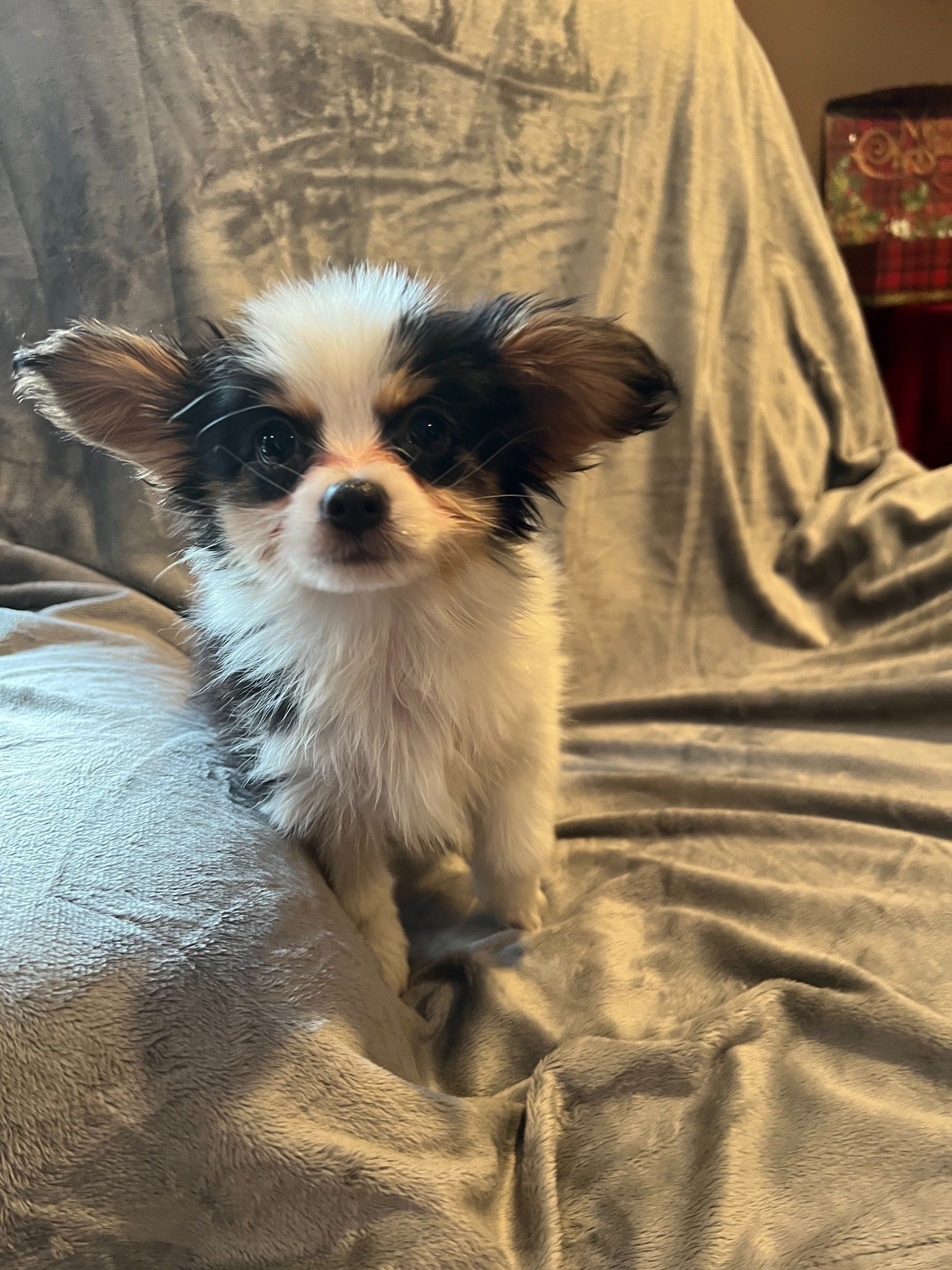 Small, fluffy puppy with black and white markings and large ears sits on a gray blanket.