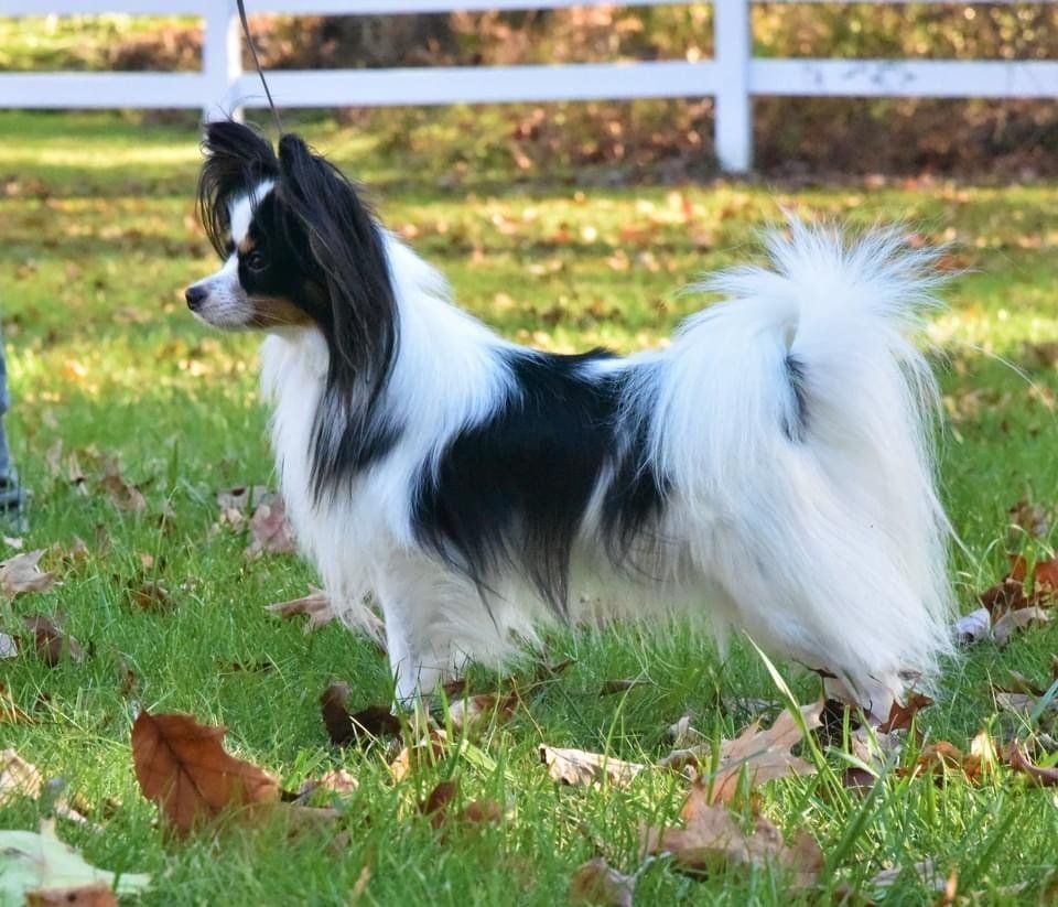 Papillon dog with black and white fur, standing in grass, with a white fence in the background.