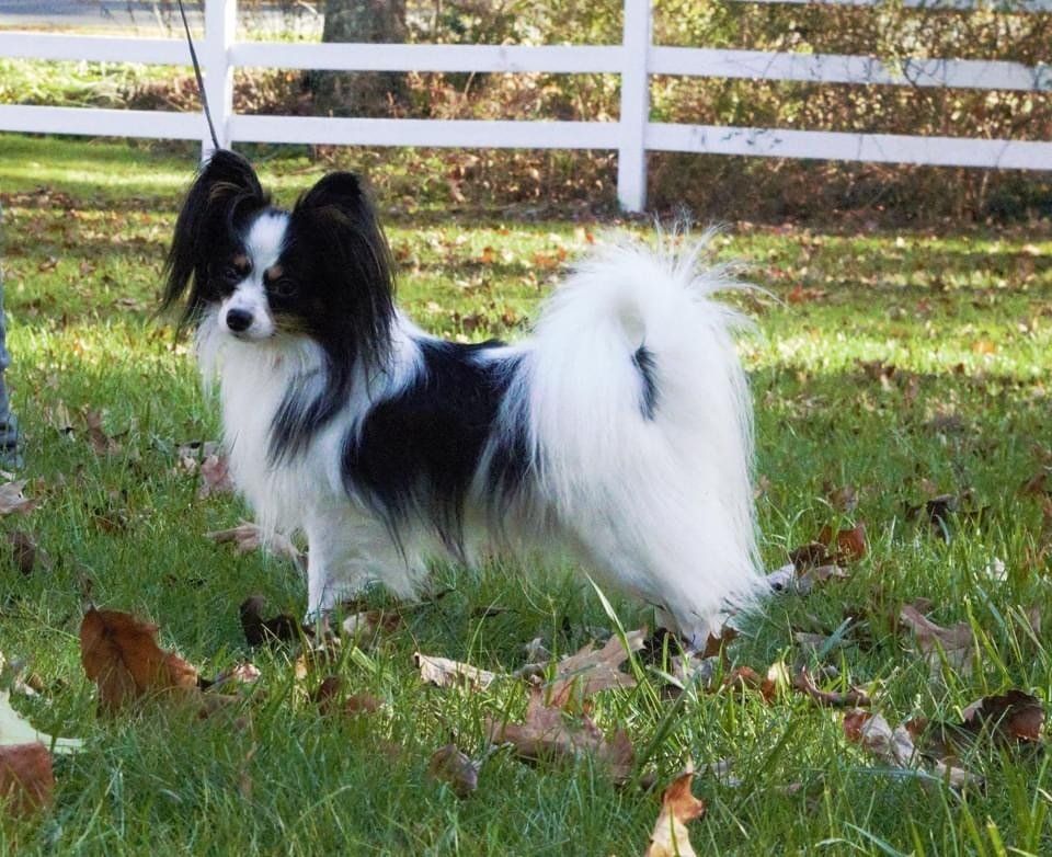Papillon dog, black and white coat, standing in grass, with a white fence in the background.