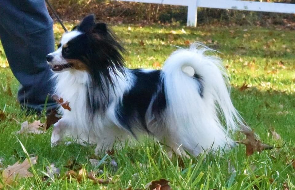 A tri-color Papillon dog with long, flowing fur, running on green grass.