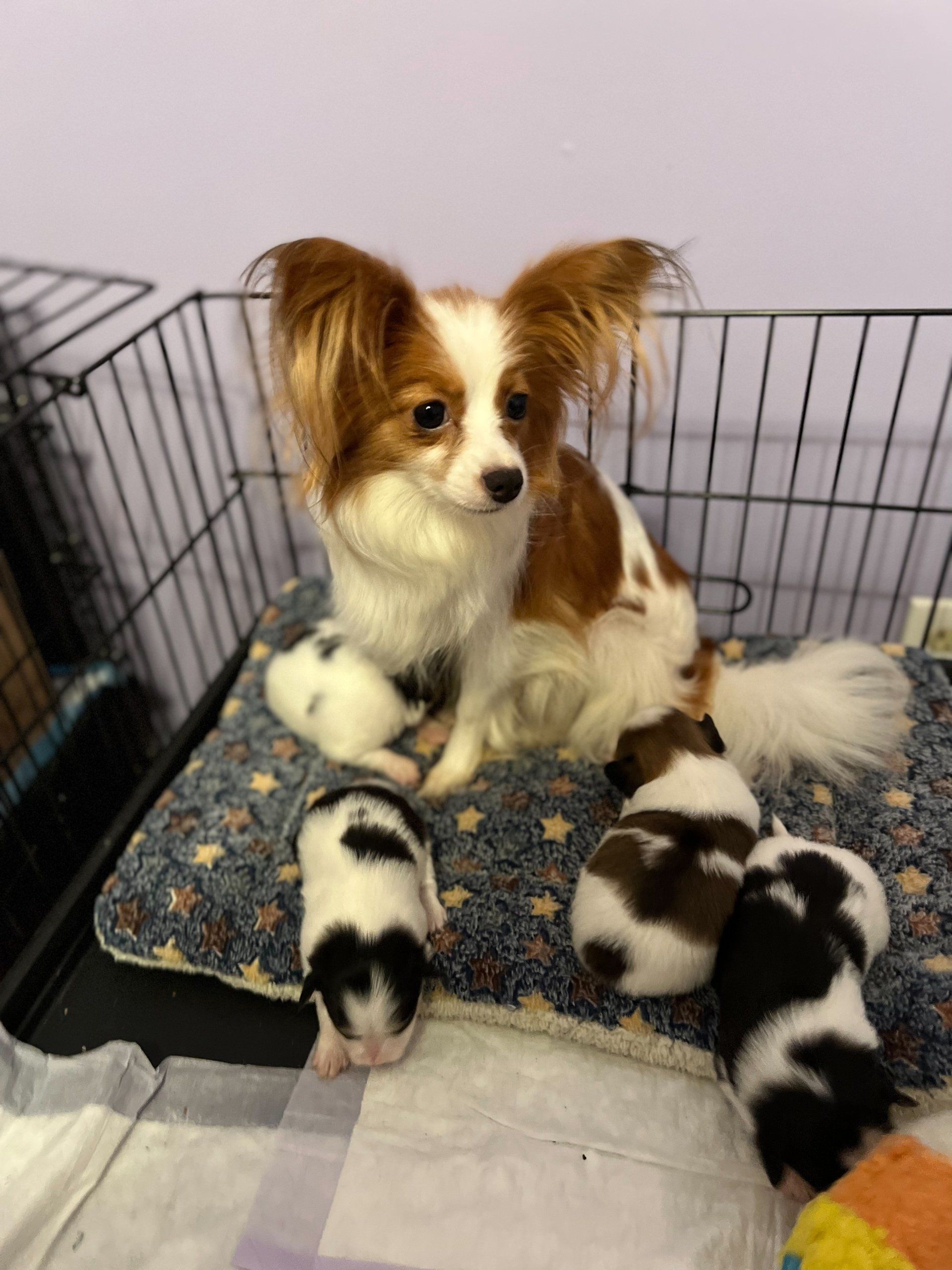 A Papillon dog sits with her four puppies in a crate. The dog is white and brown, the puppies are black and white.