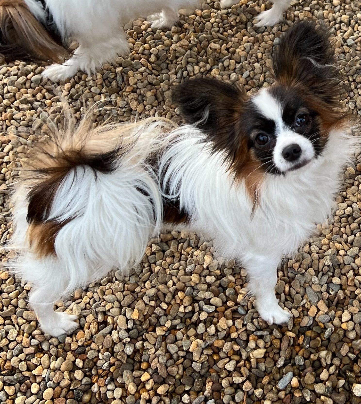 Papillon dog with a brown, black, and white coat standing on small pebbles.