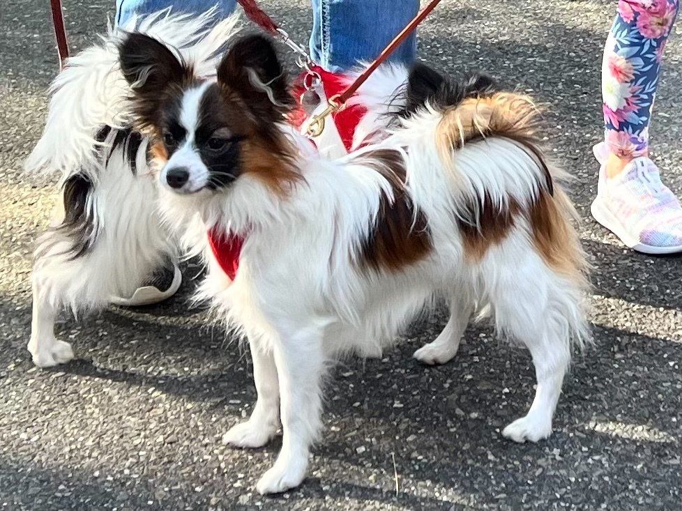 A tricolor Papillon dog with a red collar stands on pavement next to a person in jeans.