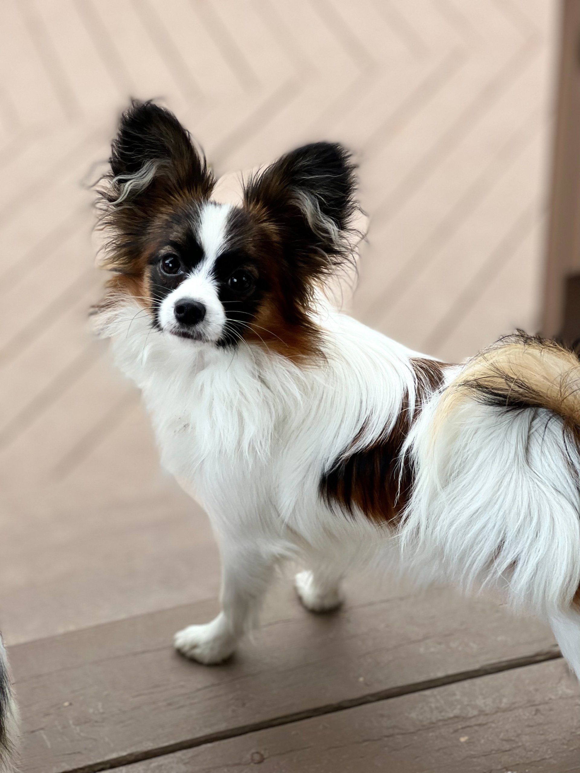 Papillon dog with white, brown, and black markings, standing on a wooden deck, looking at the camera.