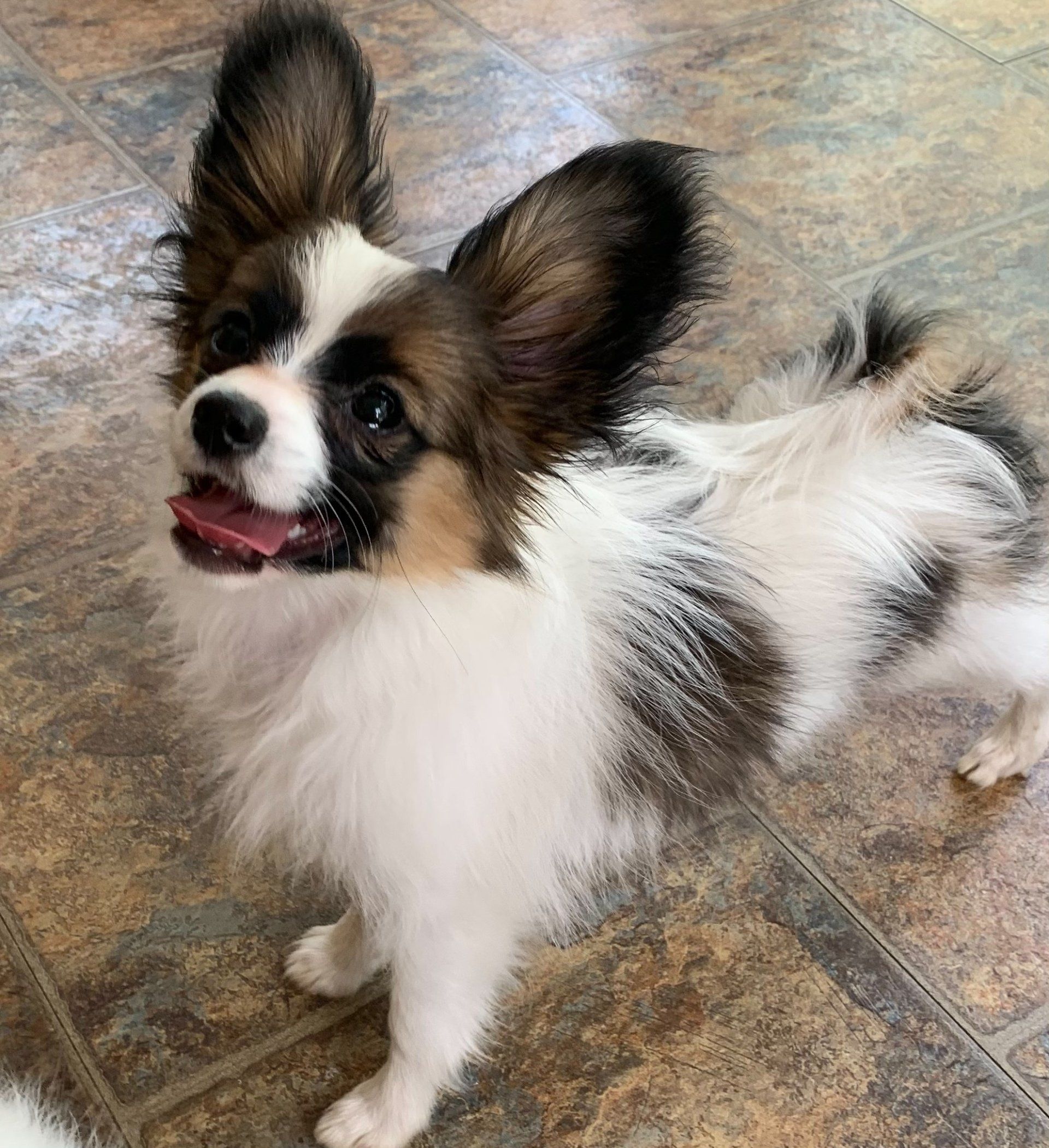 Papillon dog with large, fringed ears, black and tan markings, and open mouth, looking up.
