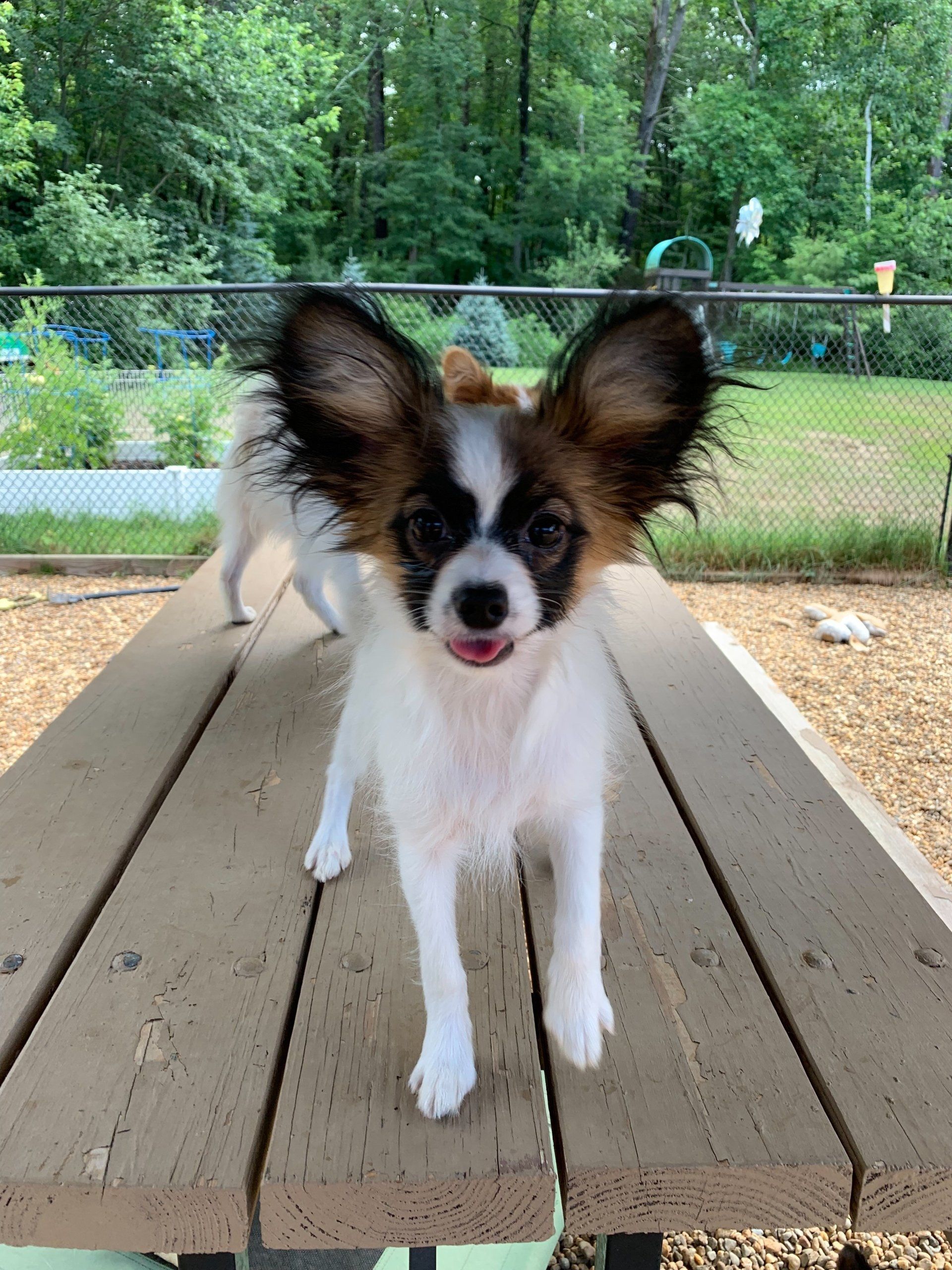 Papillon dog with large, erect ears, standing on a wooden picnic table, with another dog in the background.