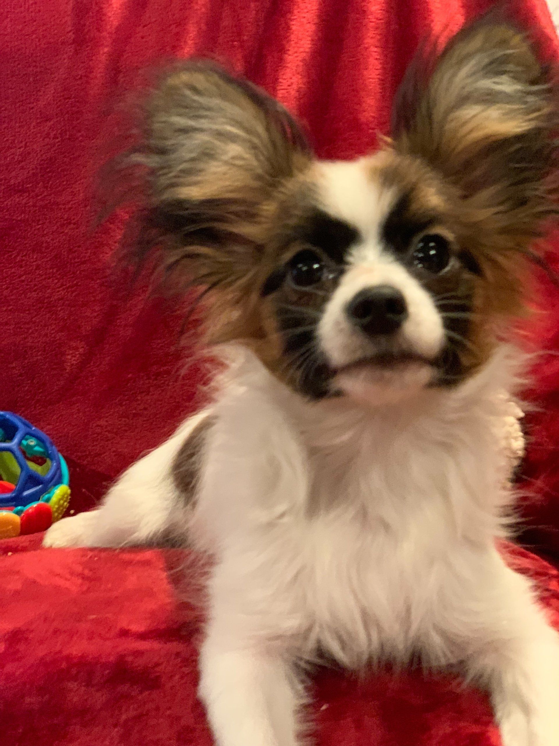 Papillon puppy with large, fringed ears, white and tan markings, laying on a red blanket.