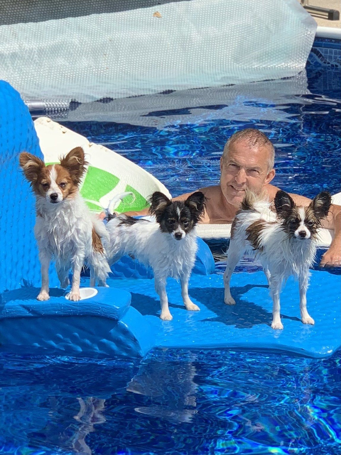Three wet papillon dogs stand on a floating blue mat in a pool with a man in the background.