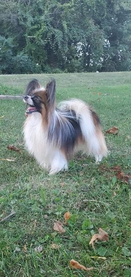 A Papillon dog with long, flowing fur stands in a grassy area, with green trees in the background.