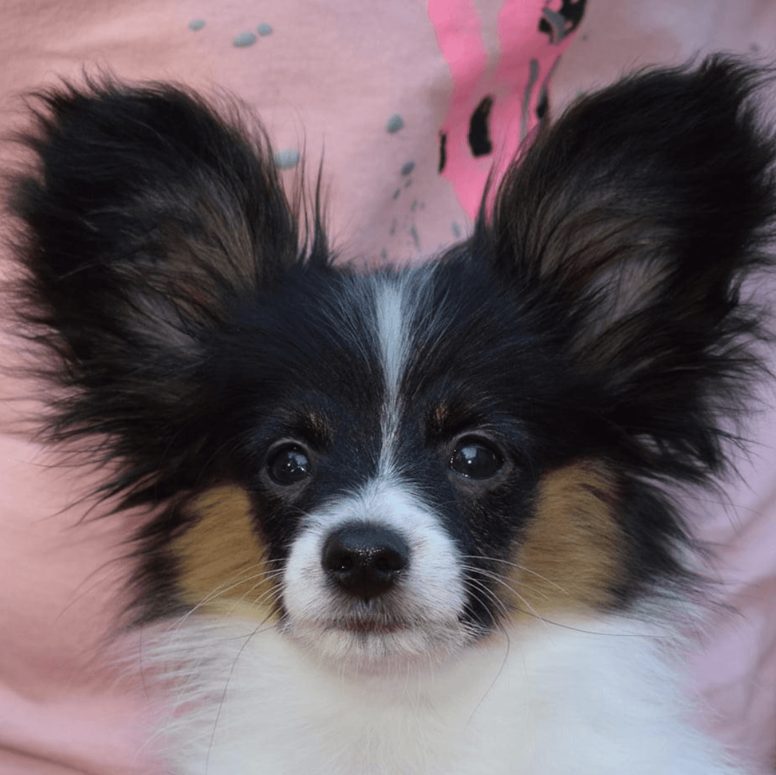 A close-up of a Papillon puppy with large, fringed ears, black, white, and tan fur, and a curious expression.