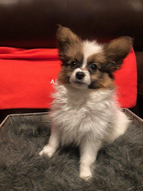 Papillon puppy