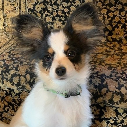 A Breed Apart Papillons Future Breeders A Breed Apart Papillons Future Breeders