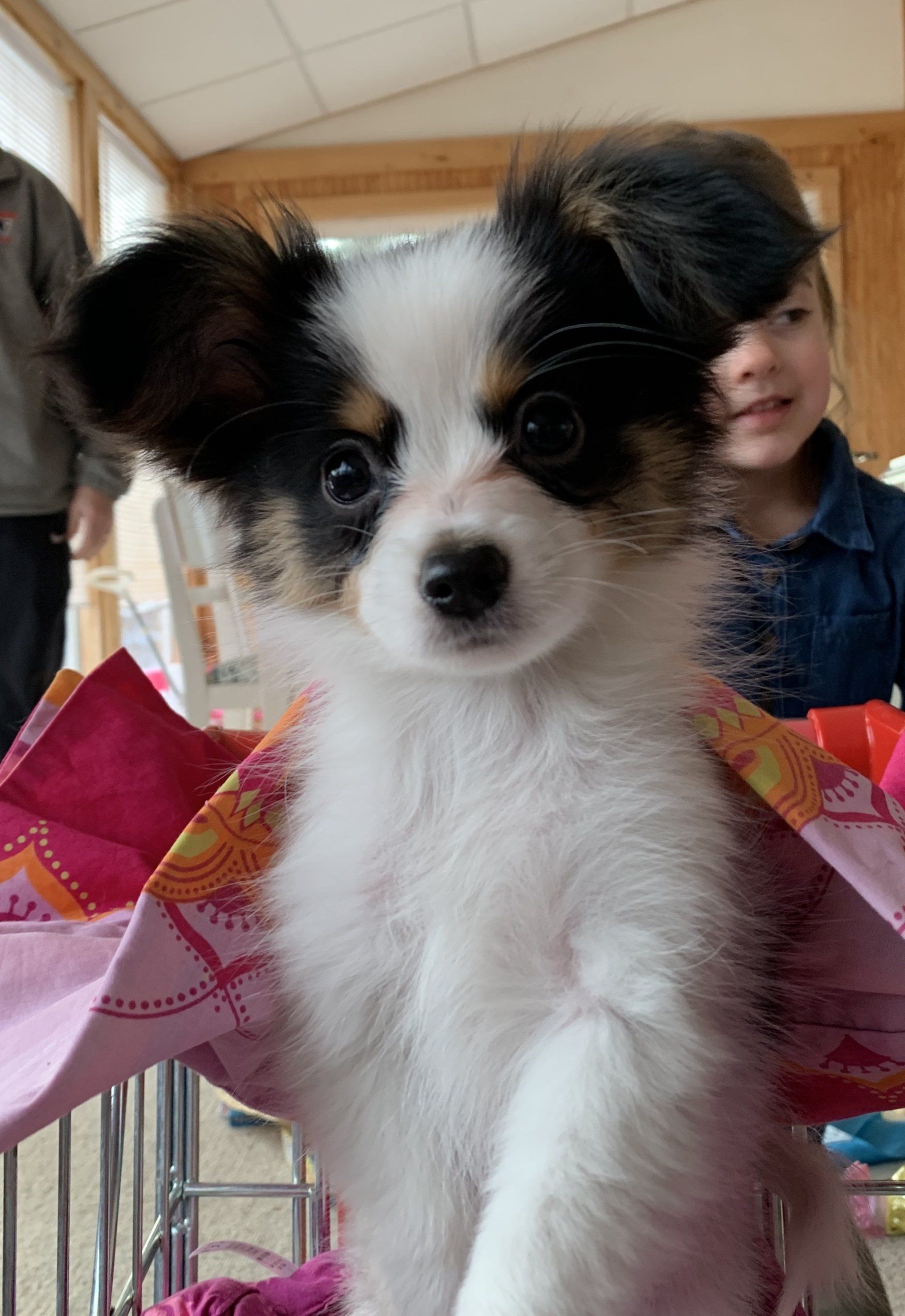 Papillon puppy with black and white markings, sitting inside a cage, with a young girl smiling in the background.