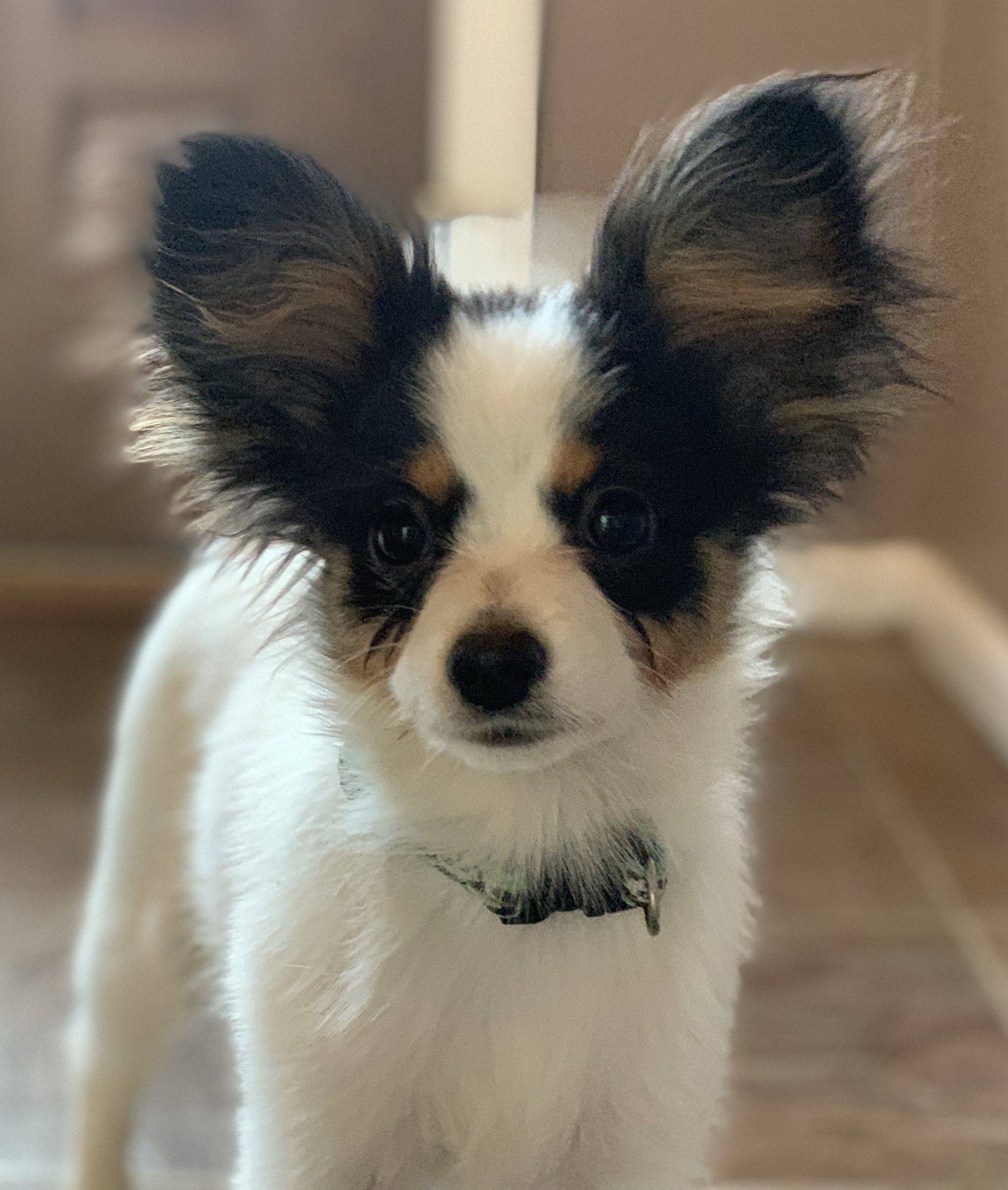 A Papillon dog with large, erect, tricolor ears and a white and black face; indoors.