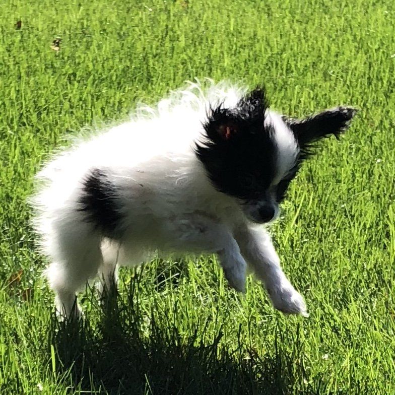 Papillon puppy