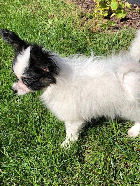 Papillon puppy